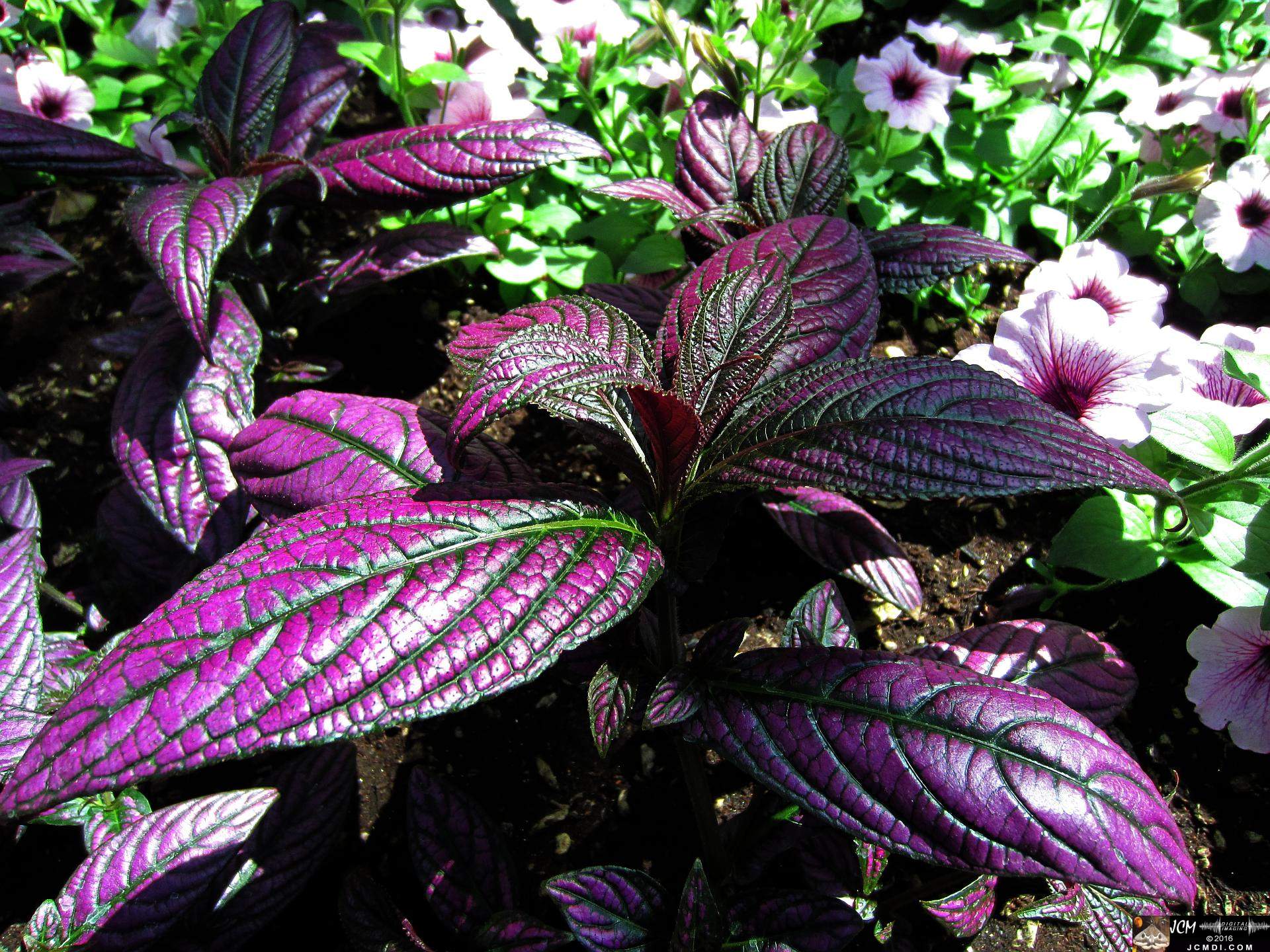 Como Zoo conservatory, MN purple leaves close up